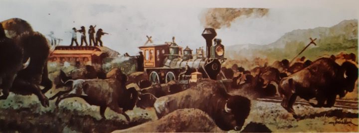 Manada de búfalos cruzando la vía. Foto: dibujo de J. Marcellin.